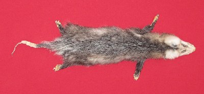 Picture of this lot Tanned Taxidermy Opossum Hides, Furs, Pelts, Skins
