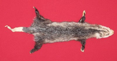 Picture of this lot Tanned Taxidermy Opossum Hides, Furs, Pelts, Skins