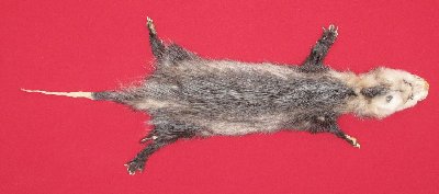 Picture of this lot Tanned Taxidermy Opossum Hides, Furs, Pelts, Skins