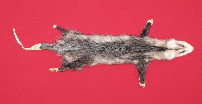 Picture of this lot Tanned Taxidermy Opossum Hides, Furs, Pelts, Skins
