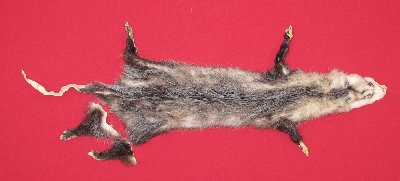 Picture of this lot Tanned Taxidermy Opossum Hides, Furs, Pelts, Skins
