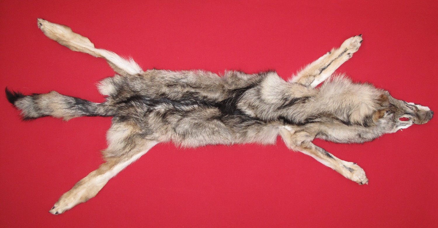 Thumbnail of this picture