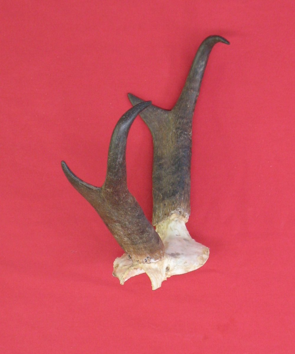 Antlers and Horns ANTELOPE HORNS Taxidermy Sets (20050062