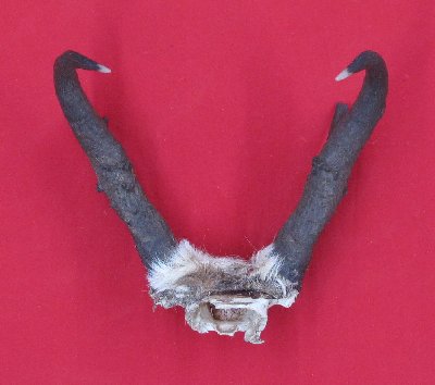 Picture of this lot Trophy Antelope Horns Sets Pairs