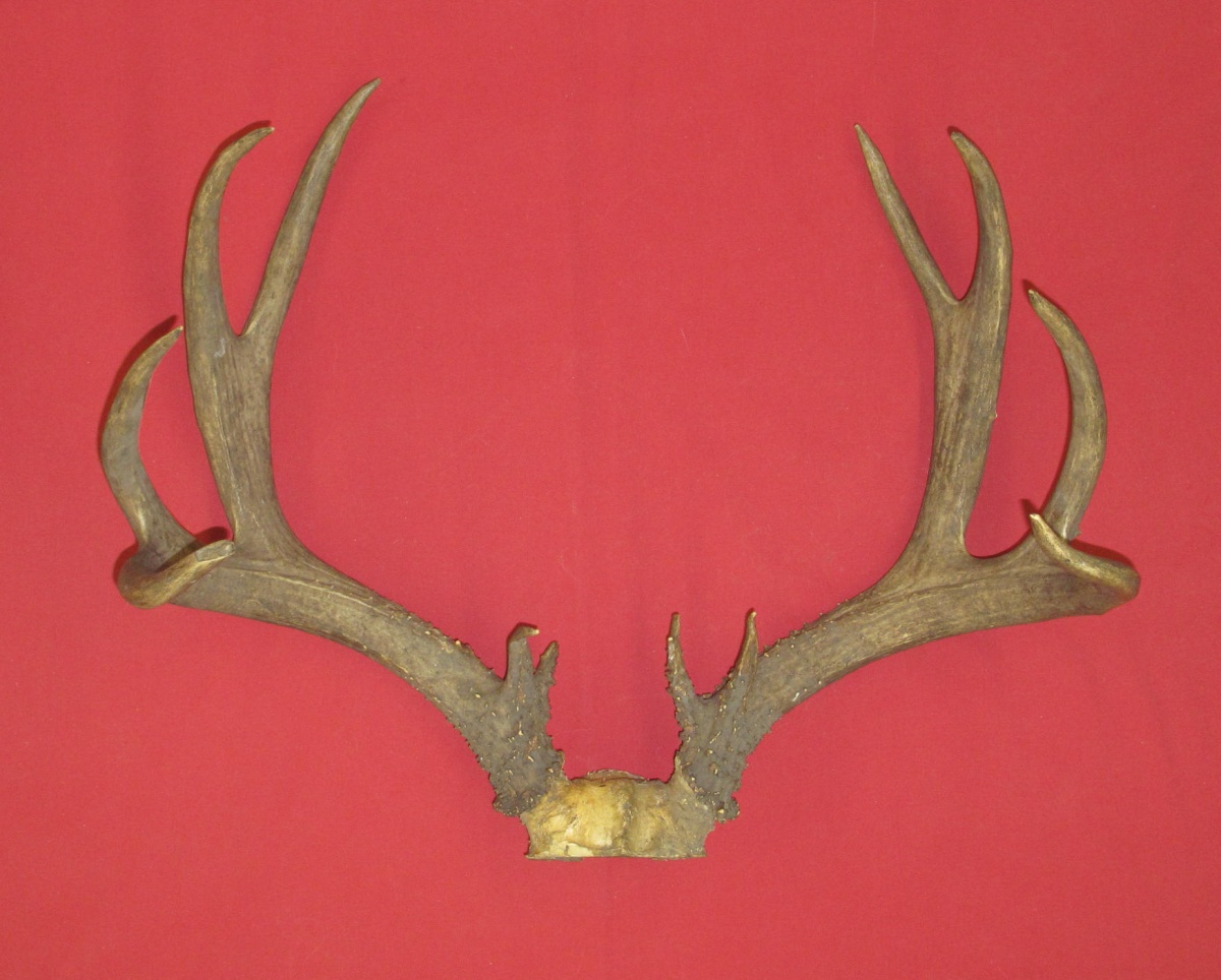 Antlers and Horns : MULE DEER - Taxidermy Sets (2030-0485) : hideandfur.com