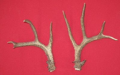 Picture of this lot Mule Deer Trophy Antlers Sets Pairs