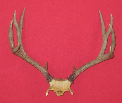 Picture of this lot Mule Deer Trophy Antlers Sets Pairs