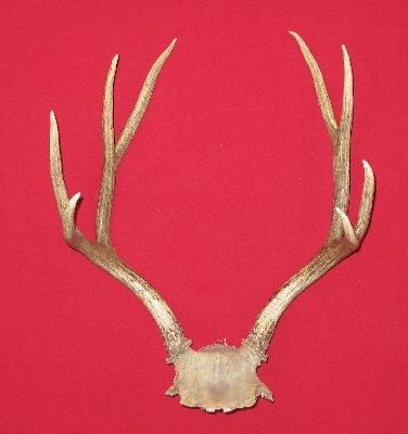 Picture of this lot Mule Deer Trophy Antlers Sets Pairs