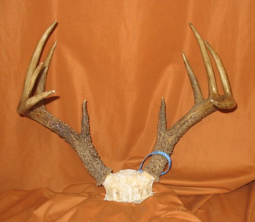 Whitetail Deer Trophy Antler Sets Pairs for sale by www.hideandfur.com