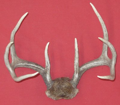 Picture of this lot Whitetail Deer Trophy Antler Sets Pairs