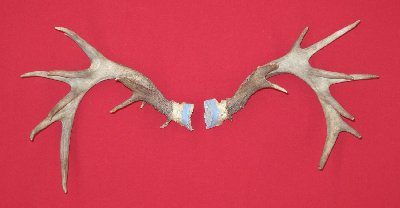 Picture of this lot Whitetail Deer Trophy Antler Sets Pairs