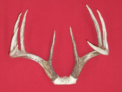 Picture of this lot Whitetail Deer Trophy Antler Sets Pairs