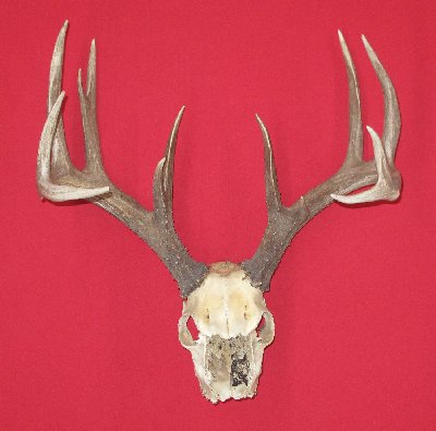 Picture of this lot Whitetail Deer Trophy Antler Sets Pairs