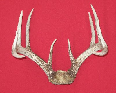 Picture of this lot Whitetail Deer Trophy Antler Sets Pairs