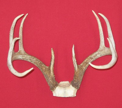 Picture of this lot Whitetail Deer Trophy Antler Sets Pairs