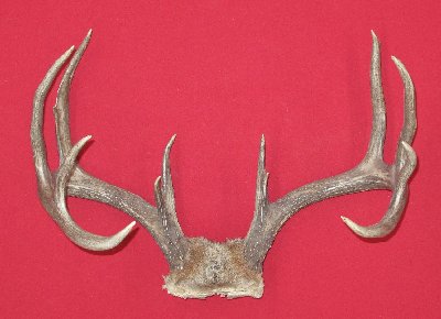 Picture of this lot Whitetail Deer Trophy Antler Sets Pairs
