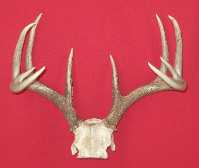 Picture of this lot Whitetail Deer Trophy Antler Sets Pairs