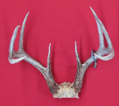 Picture of this lot Whitetail Deer Trophy Antler Sets Pairs