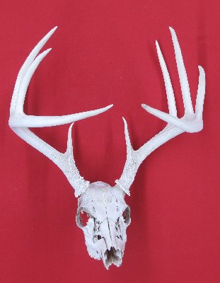 Picture of this lot Whitetail Deer Trophy Antler Sets Pairs