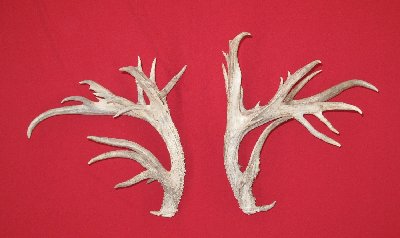 Picture of this lot Whitetail Deer Trophy Antler Sets Pairs