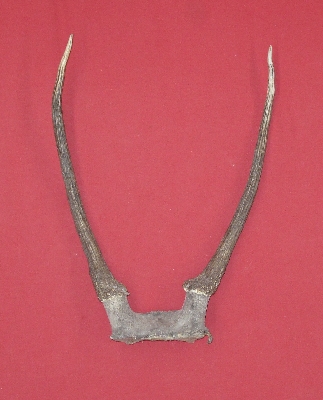 Picture of this lot Elk Trophy Antler Sets Pairs