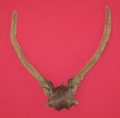 Picture of this lot Elk Trophy Antler Sets Pairs