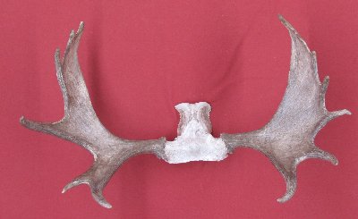 Picture of this lot Moose Trophy Antler Sets Pairs
