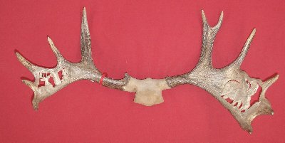 Picture of this lot Moose Trophy Antler Sets Pairs