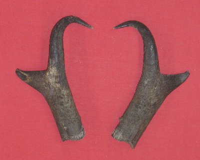 Picture of this lot Antelope Horns