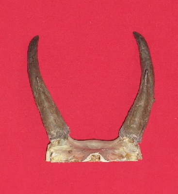 Picture of this lot Antelope Horns