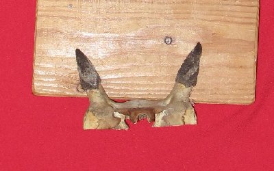 Picture of this lot Antelope Horns