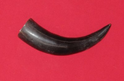 Picture of this lot Bull Beef Horns