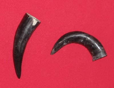 Picture of this lot Bull Beef Horns