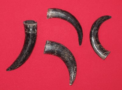 Picture of this lot Bull Beef Horns