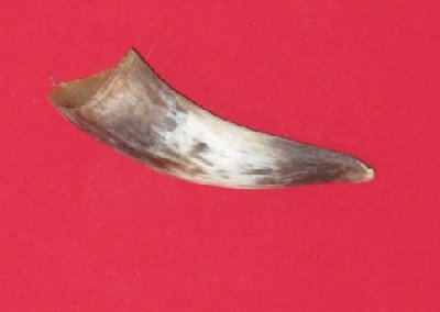 Picture of this lot Bull Beef Horns