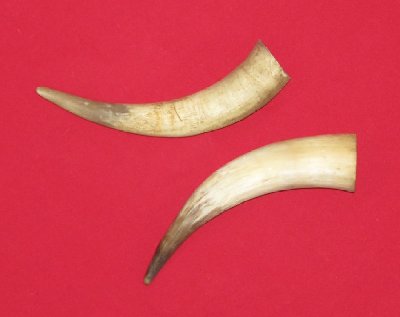 Picture of this lot Bull Beef Horns