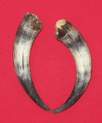 Picture of this lot Bull Beef Horns