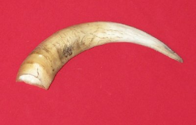 Picture of this lot Bull Beef Horns