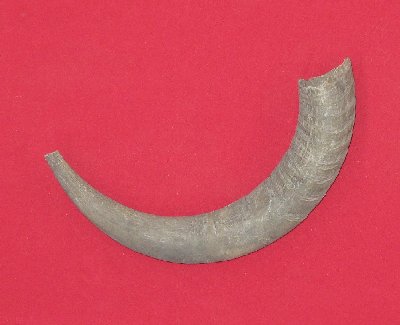 Picture of this lot Bull Beef Horns