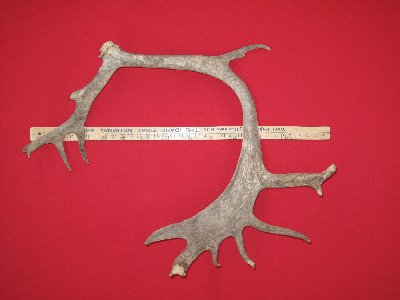 Picture of this lot Caribou / Reindeer Antlers