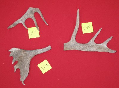 Picture of this lot Caribou / Reindeer Antlers