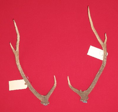 Picture of this lot Axis Deer Antlers