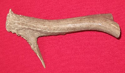 Picture of this lot Mule Deer Antler Bases Stems for knife handles