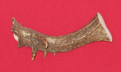 Picture of this lot Mule Deer Antler Bases Stems for knife handles