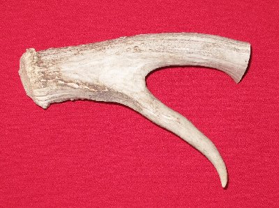 Picture of this lot Whitetail Deer Antler Bases Stems for knife handles