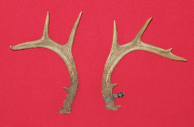Picture of this lot Whitetail Deer Rattling Antlers, Matched Pairs