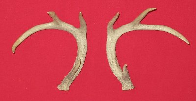 Picture of this lot Whitetail Deer Rattling Antlers, Matched Pairs