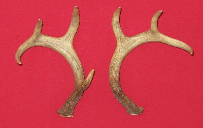 Picture of this lot Whitetail Deer Rattling Antlers, Matched Pairs