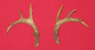 Picture of this lot Whitetail Deer Rattling Antlers, Matched Pairs