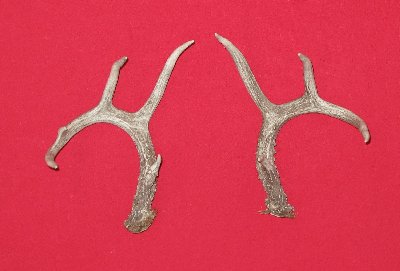 Picture of this lot Whitetail Deer Rattling Antlers, Matched Pairs